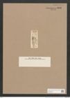 Navicula dux (Ehr.) Ralfs. (de-Toni-Nr.: Genus 1, Species 726) Zeichnungen Sammlung Grunow Nr. 1293 (NHMW-BOT-W0367958)